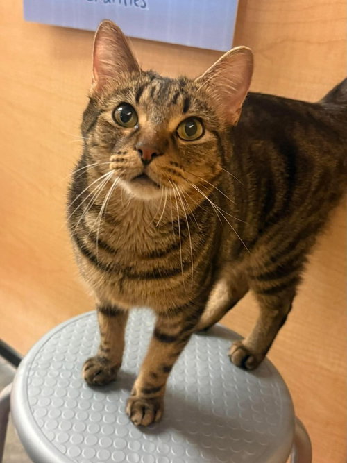 Photo 2 of Rambo