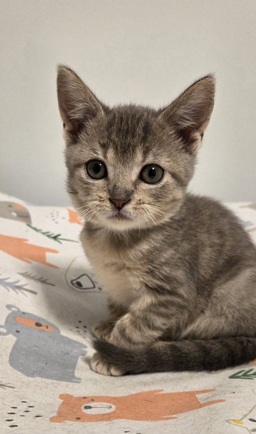 Ginseng, a cat for adoption from Forever Fortunate Felines