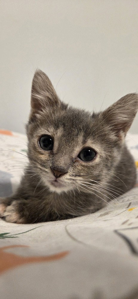 Chamomile, a cat for adoption from Forever Fortunate Felines