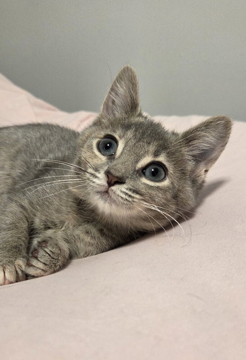 Lavender, a cat for adoption from Forever Fortunate Felines