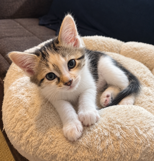Keanu, a cat for adoption from Forever Fortunate Felines