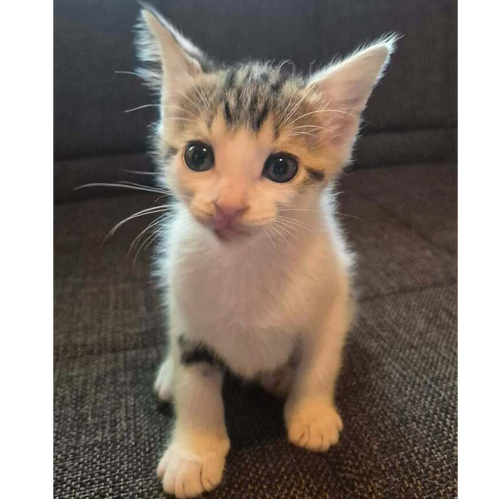 Makoa, a cat for adoption from Forever Fortunate Felines