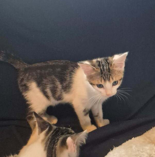 Photo 2 of Makoa
