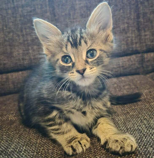 Kahuna, a cat for adoption from Forever Fortunate Felines