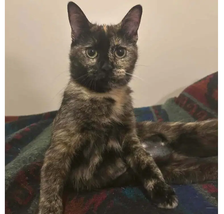 Diamond - Domestic Short Hair