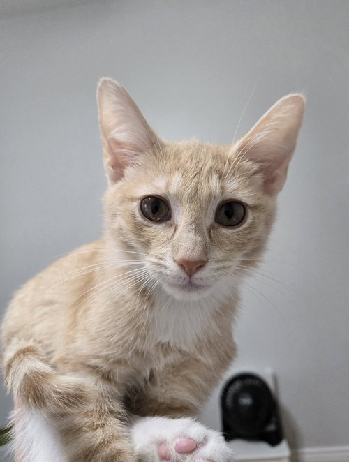 Bearlioz Basilwether (Bearlioz), a cat for adoption from Forever Fortunate Felines