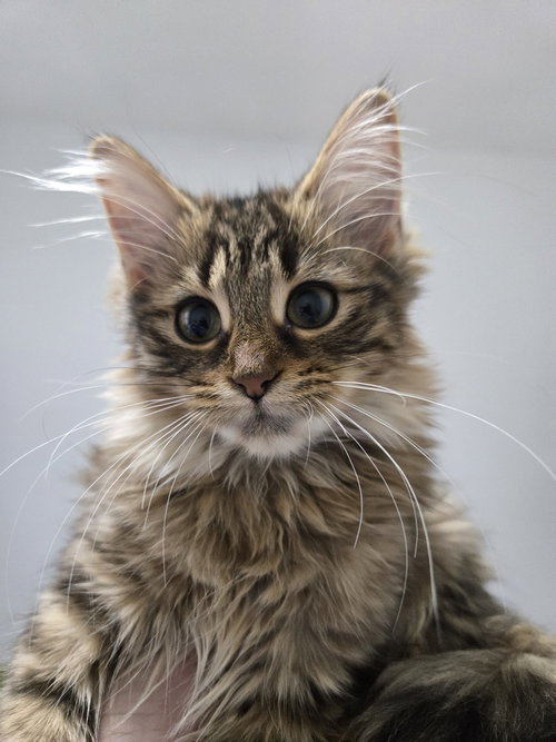 Enola Marie, a cat for adoption from Forever Fortunate Felines