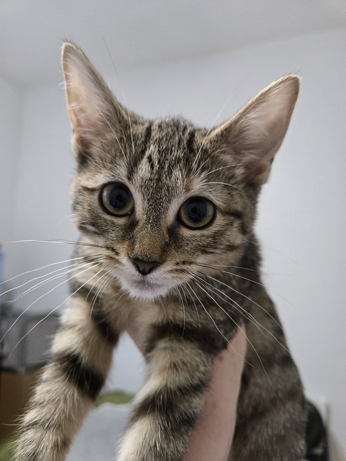 Minnie Lu, a cat for adoption from Forever Fortunate Felines