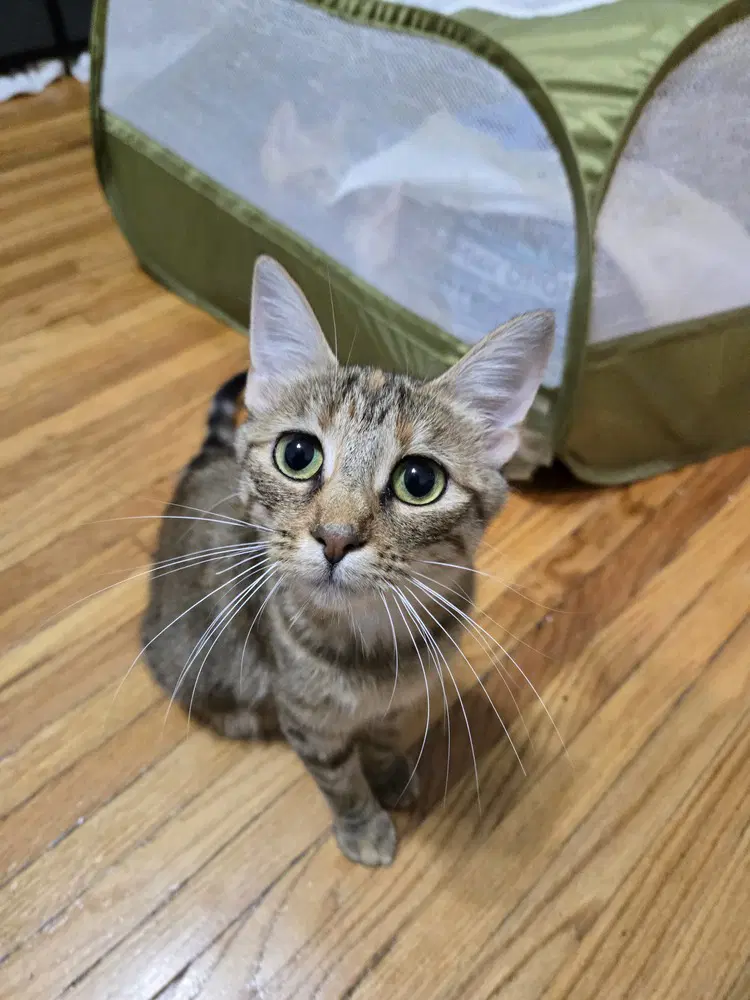 Sienna - Domestic Short Hair