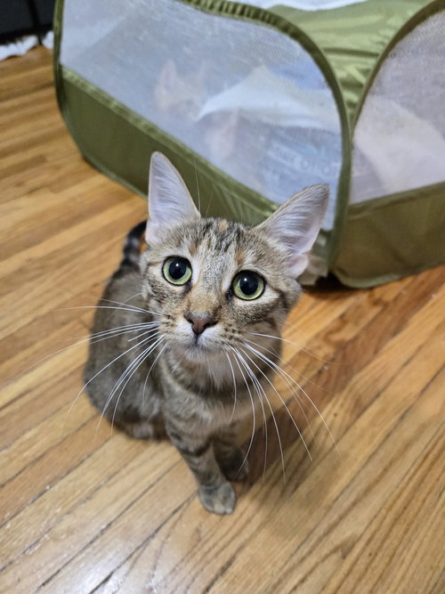 Sienna, a cat for adoption from Forever Fortunate Felines