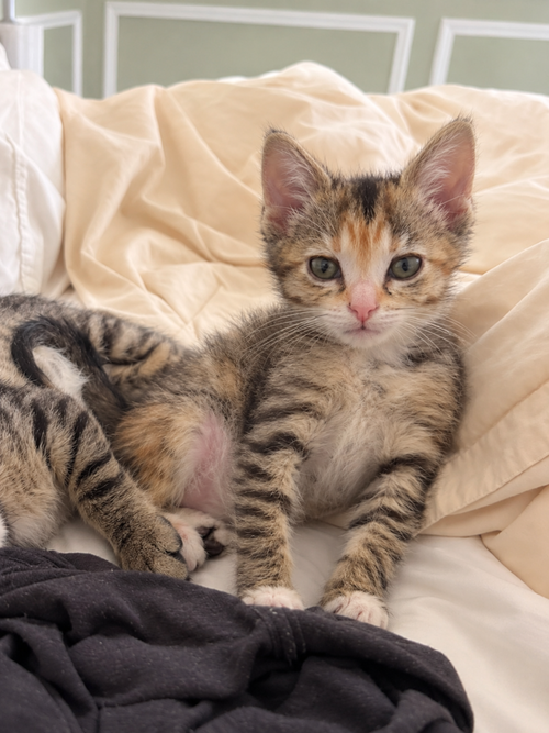 Frack, a cat for adoption from Forever Fortunate Felines