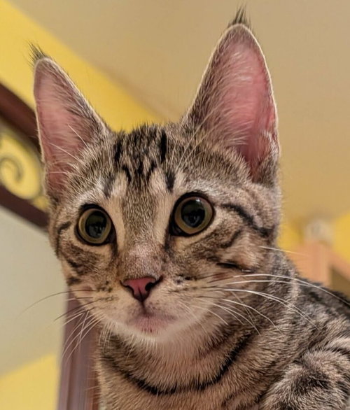 Iggy, a cat for adoption from Forever Fortunate Felines