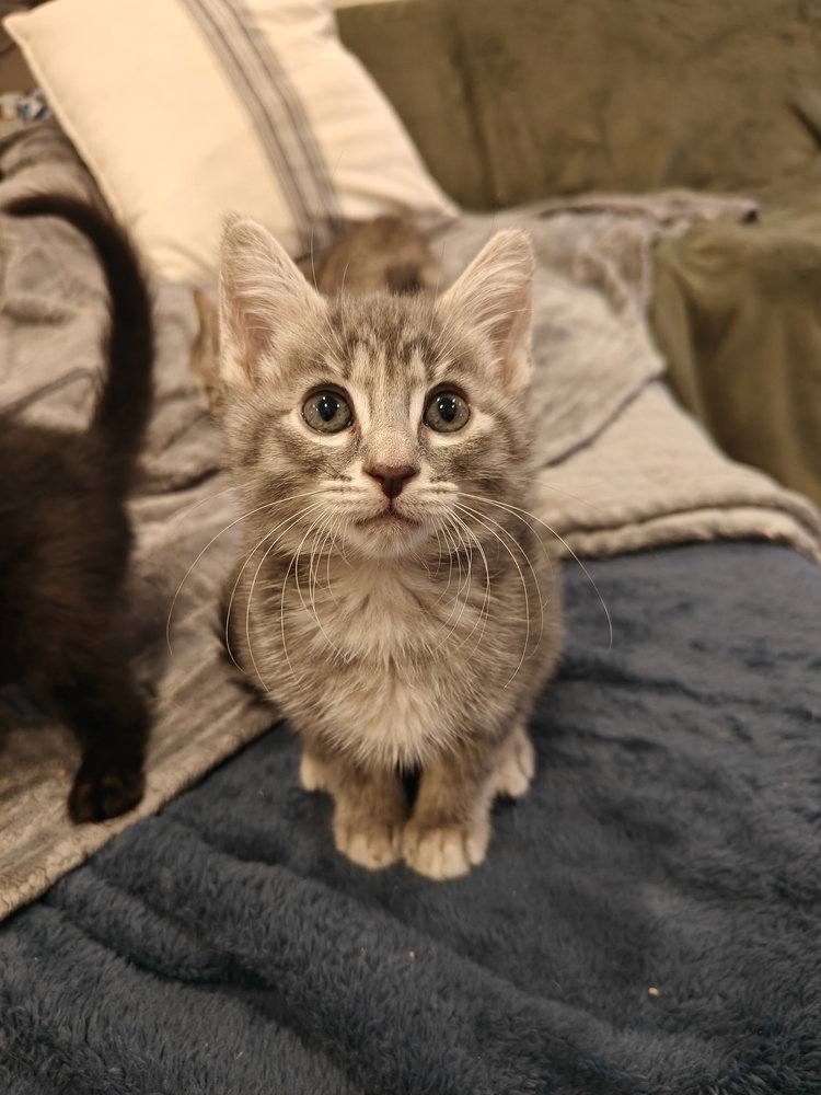 9 to 5, Domestic Short Hair