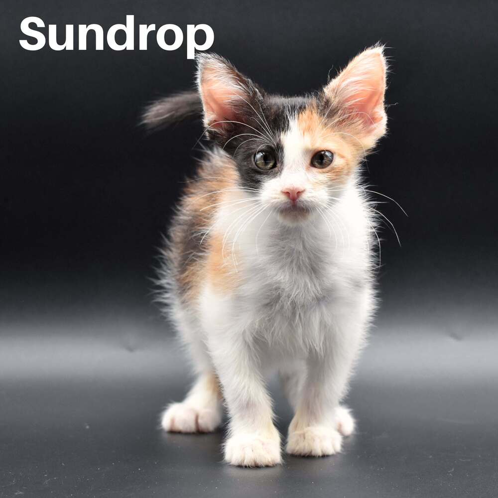 Sundrop, Domestic Short Hair