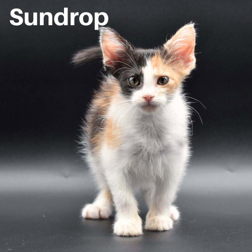 Sundrop, a cat for adoption from Forever Fortunate Felines
