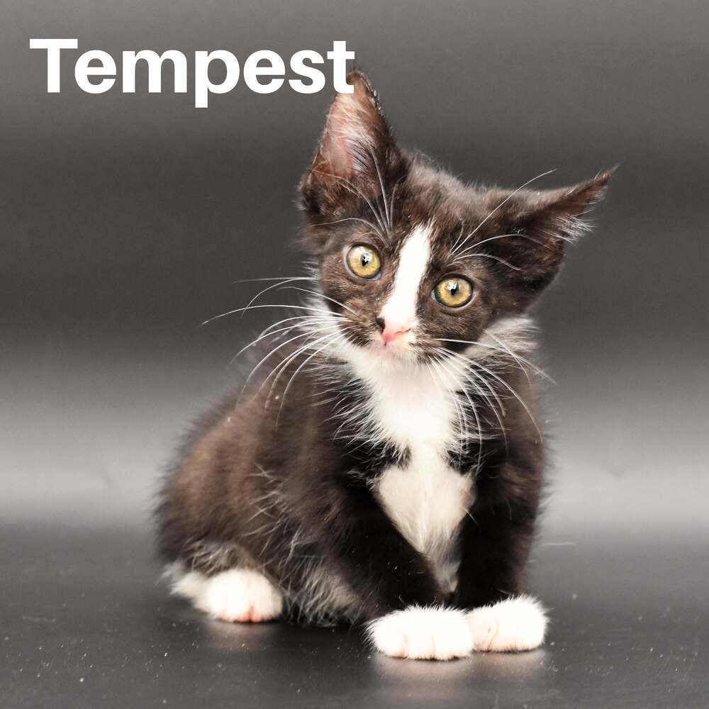 Tempest, Domestic Short Hair