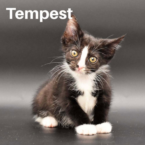 Tempest, a cat for adoption from Forever Fortunate Felines