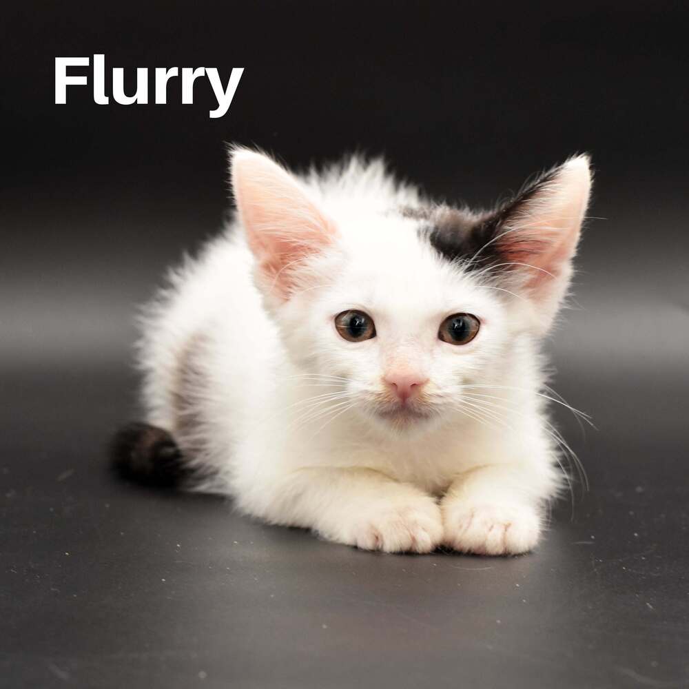 Flurry, Domestic Short Hair