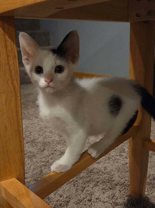 Photo 2 of Flurry