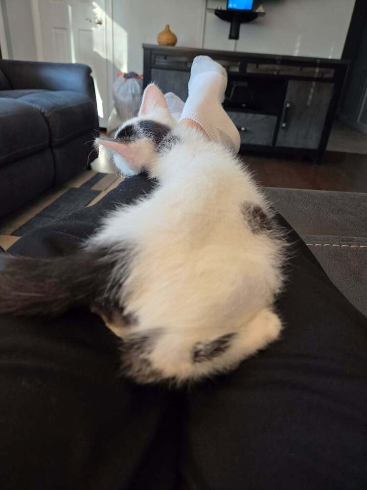 Flurry, photo 2