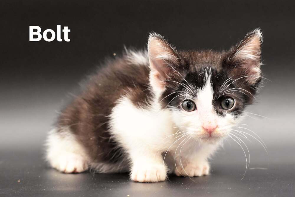Bolt, Domestic Short Hair