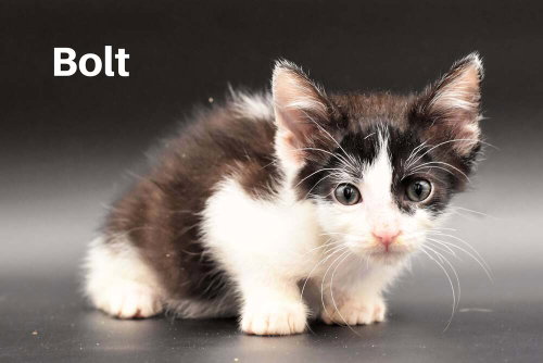 Bolt, a cat for adoption from Forever Fortunate Felines