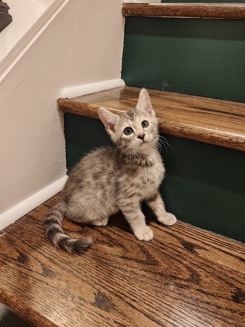 Cup of Ambition, a cat for adoption from Forever Fortunate Felines