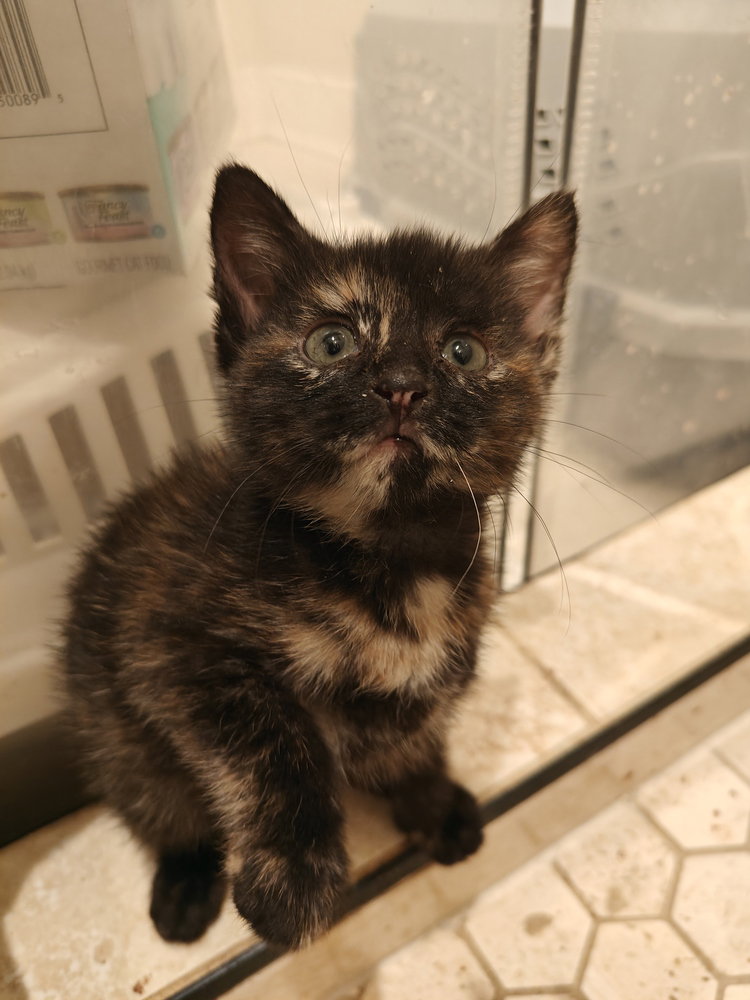 Skittles, Domestic Short Hair