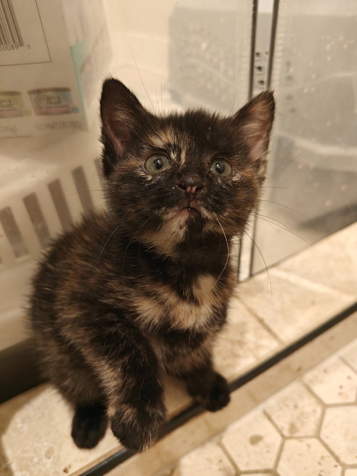 Skittles, a cat for adoption from Forever Fortunate Felines