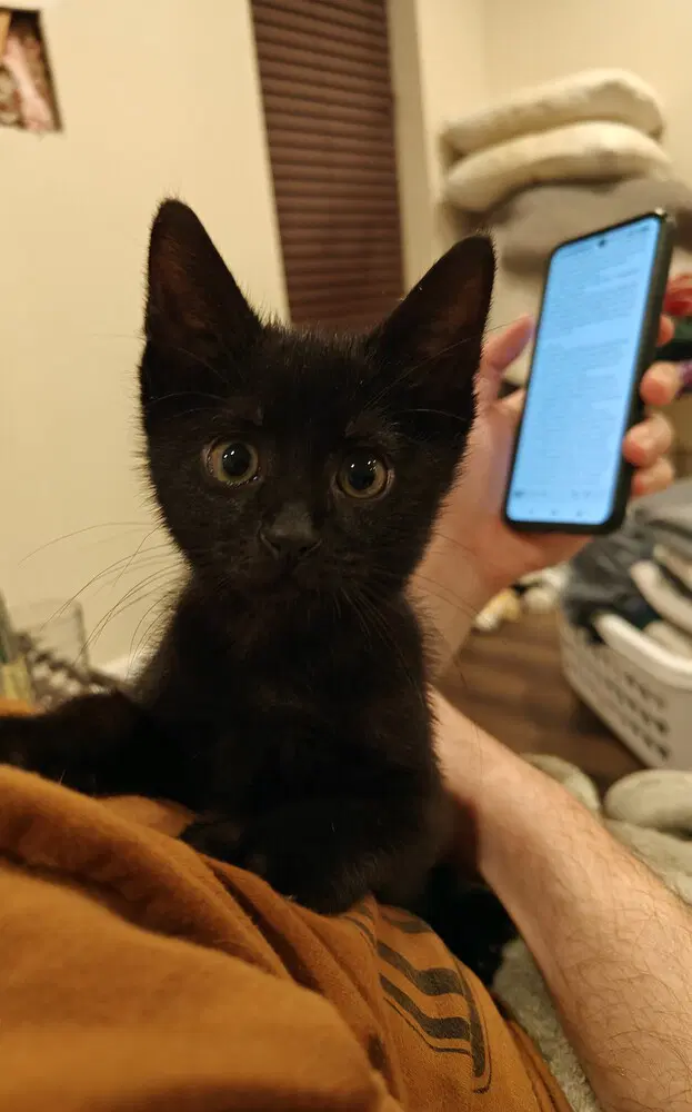 Nerds - Domestic Short Hair