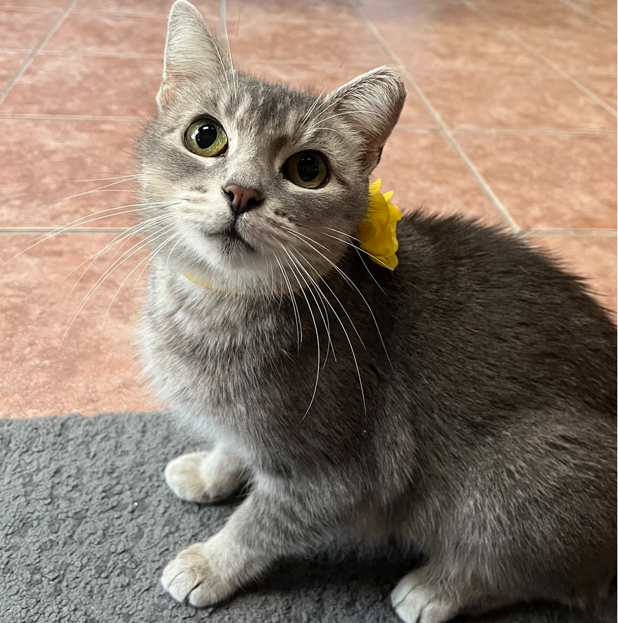 Dutchess, Domestic Short Hair