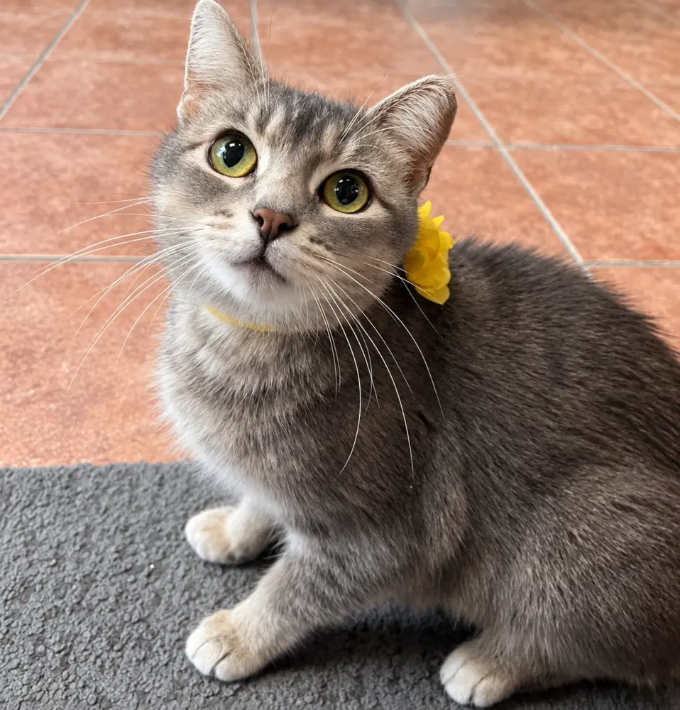 Dutchess - Domestic Short Hair