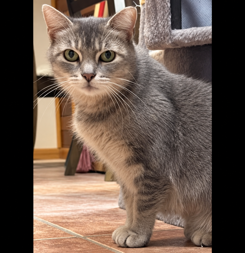 Dutchess, photo 2
