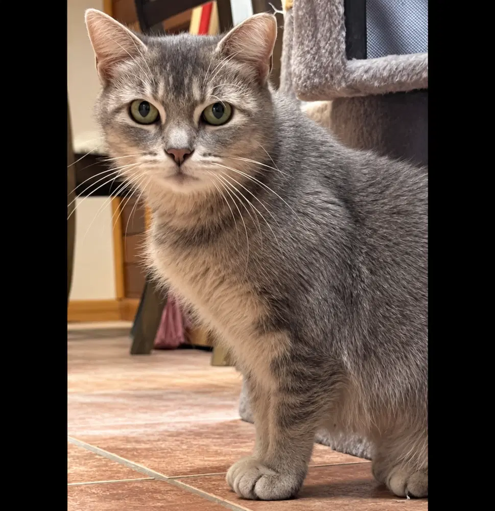 Dutchess image 2