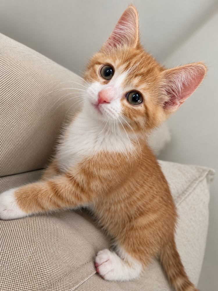 Liam, Domestic Short Hair