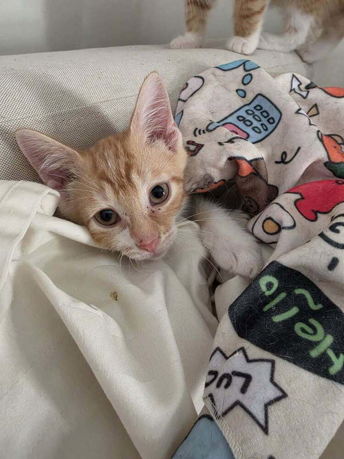 Declan, a cat for adoption from Forever Fortunate Felines
