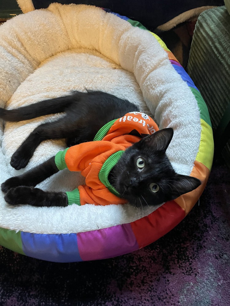 Nico