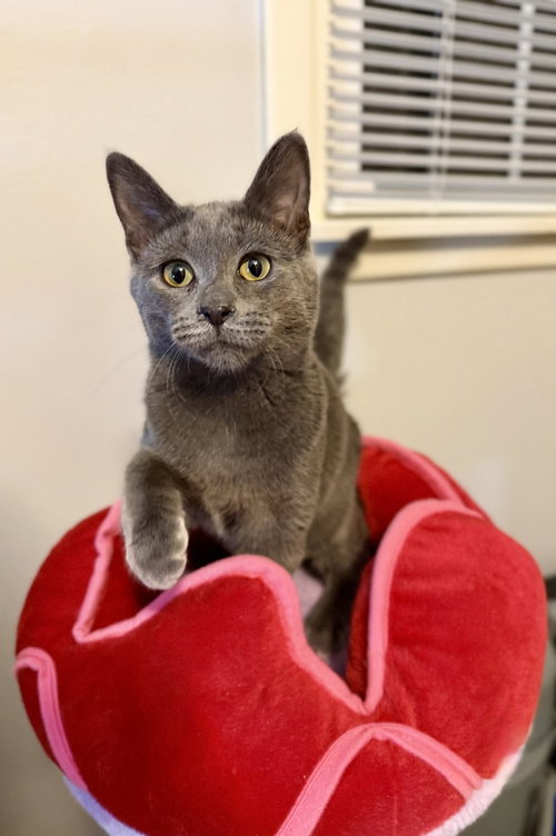Higgins, a cat for adoption from Forever Fortunate Felines