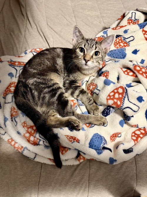 Amy (Moth), a cat for adoption from Forever Fortunate Felines