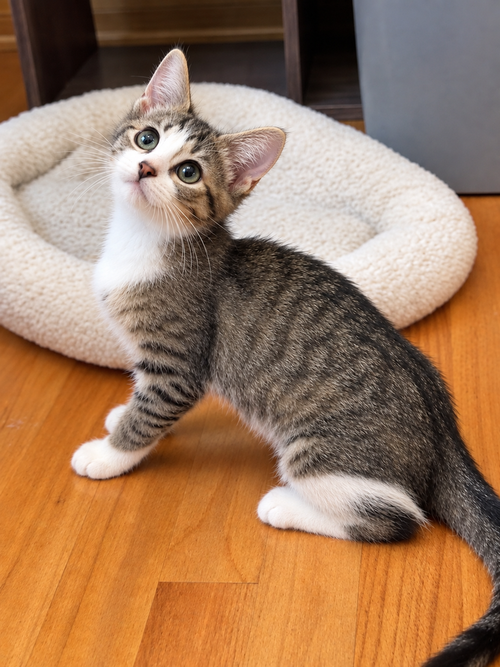 Camila (Hoodie), a cat for adoption from Forever Fortunate Felines