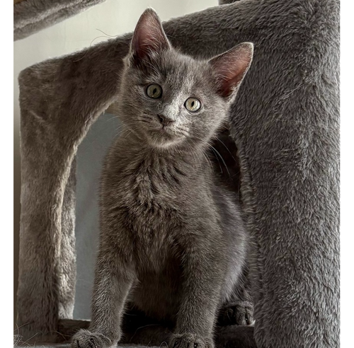 Sidewalk Sale (Smokey), a cat for adoption from Forever Fortunate Felines