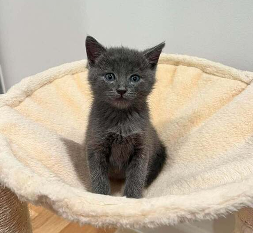 Photo 4 of Sidewalk Sale (Smokey)