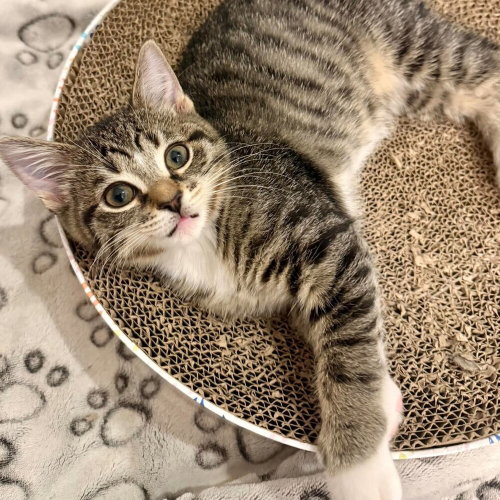 Leia (Toast), a cat for adoption from Forever Fortunate Felines