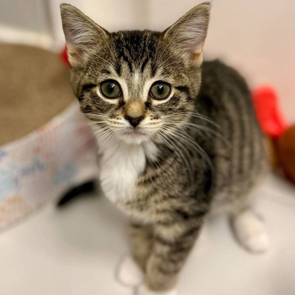 Leia (Toast), photo 2