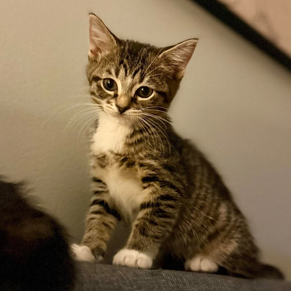 Leia (Toast), photo 3