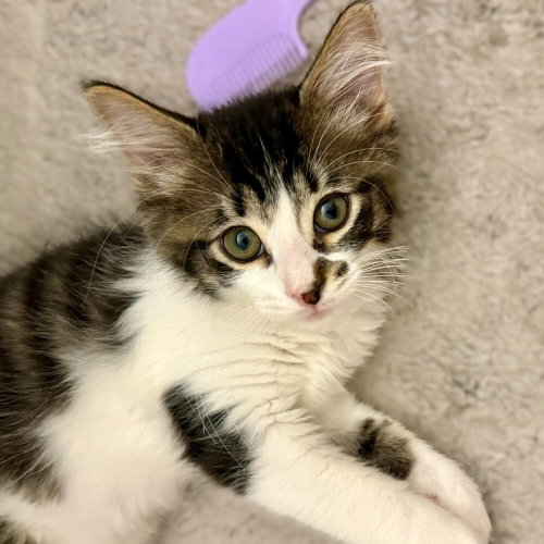 Luke (Jam), a cat for adoption from Forever Fortunate Felines