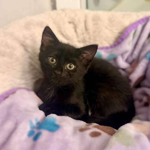 Yoda (Ham), a cat for adoption from Forever Fortunate Felines