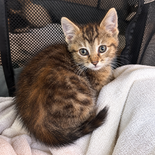 Bacon, a cat for adoption from Forever Fortunate Felines