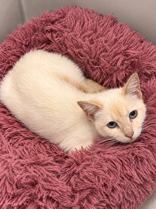 Kandy, a young female Siamese cat up for adoption
