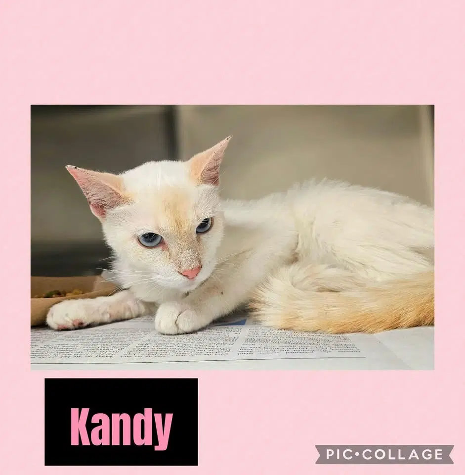 Kandy image 2